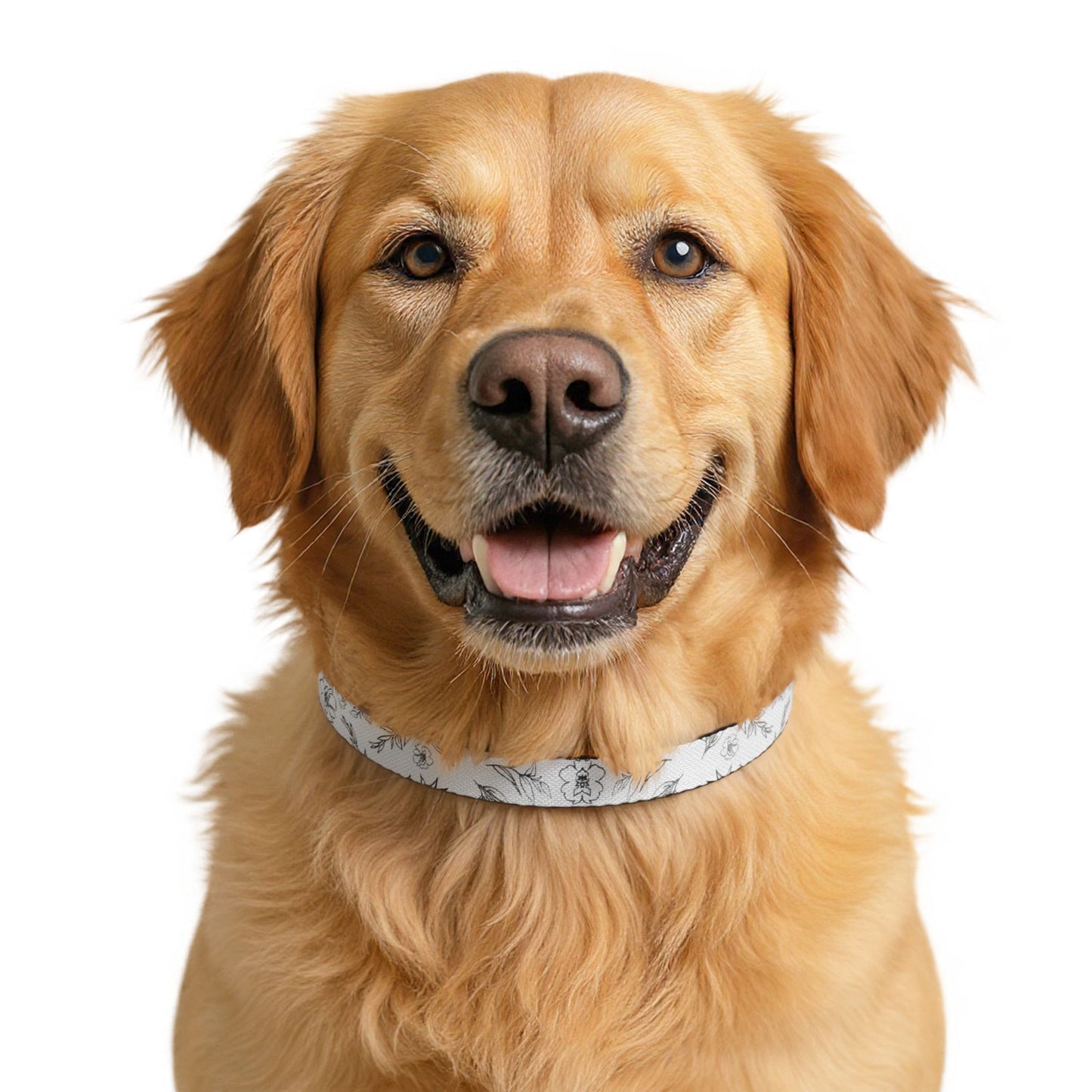 Whimsical Dog Collar — Lightweight Adjustable