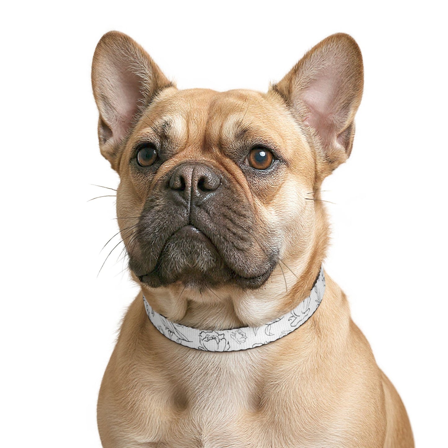 Whimsical Dog Collar — Lightweight Adjustable