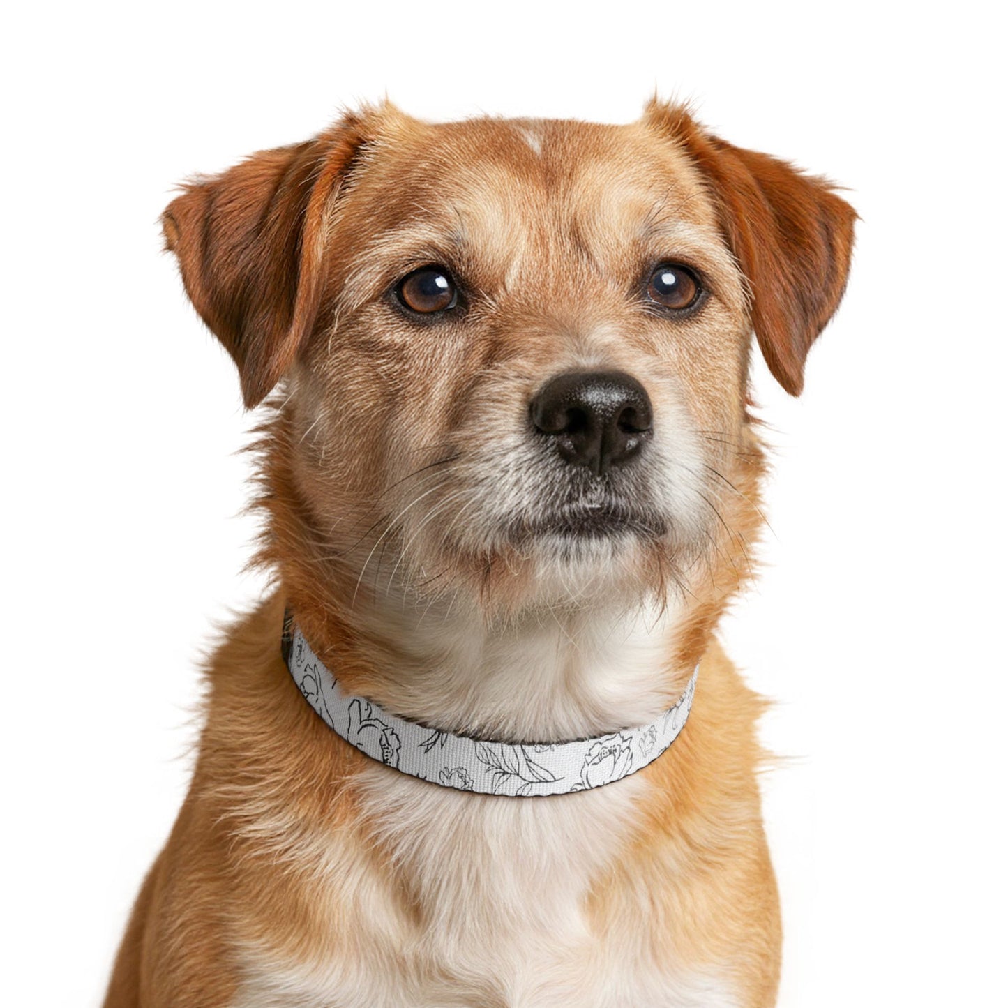 Whimsical Dog Collar — Lightweight Adjustable